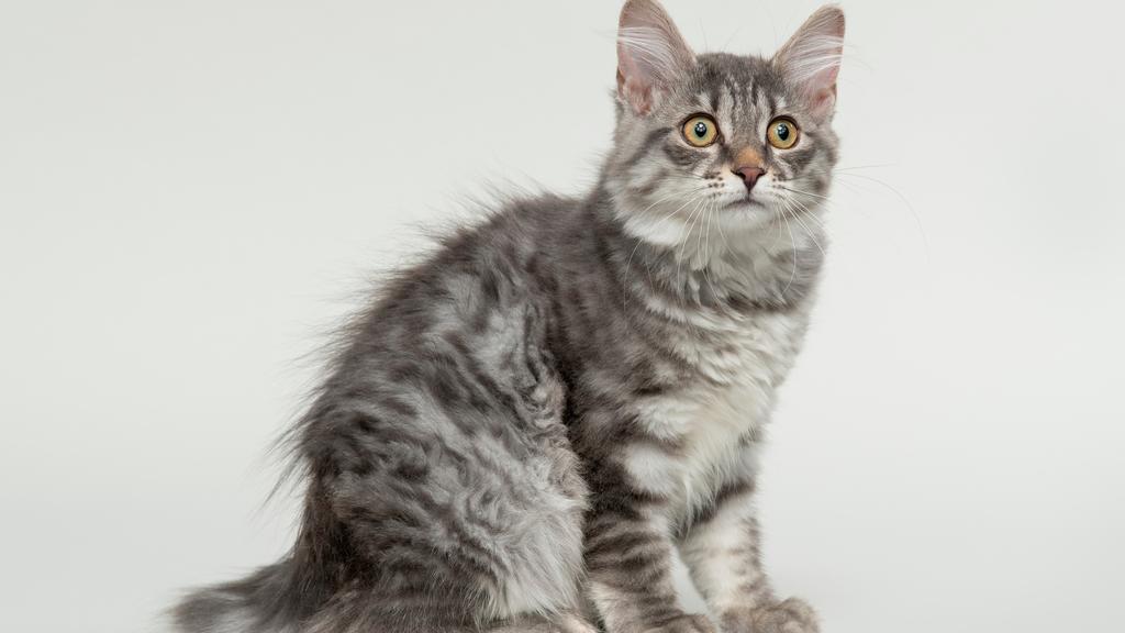 Kurilian Bobtail