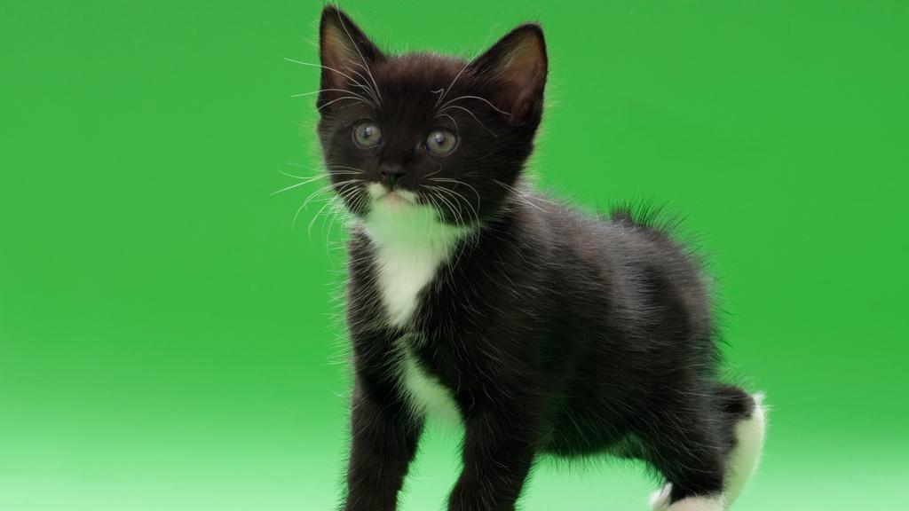 Suitability for First-Time vs. Experienced Owners icon