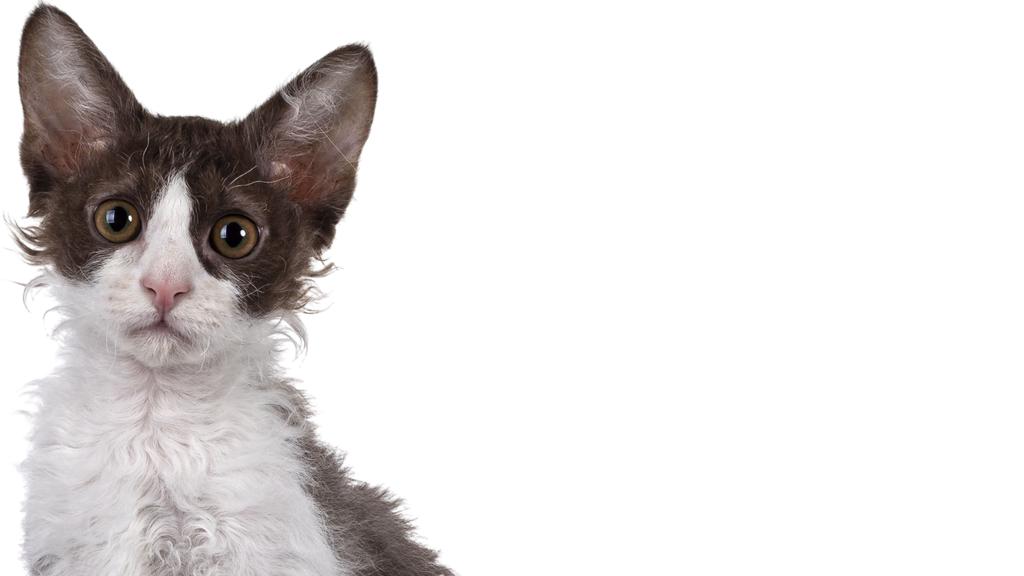 Exercise & Activity Needs icon