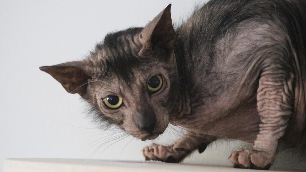 Lykoi