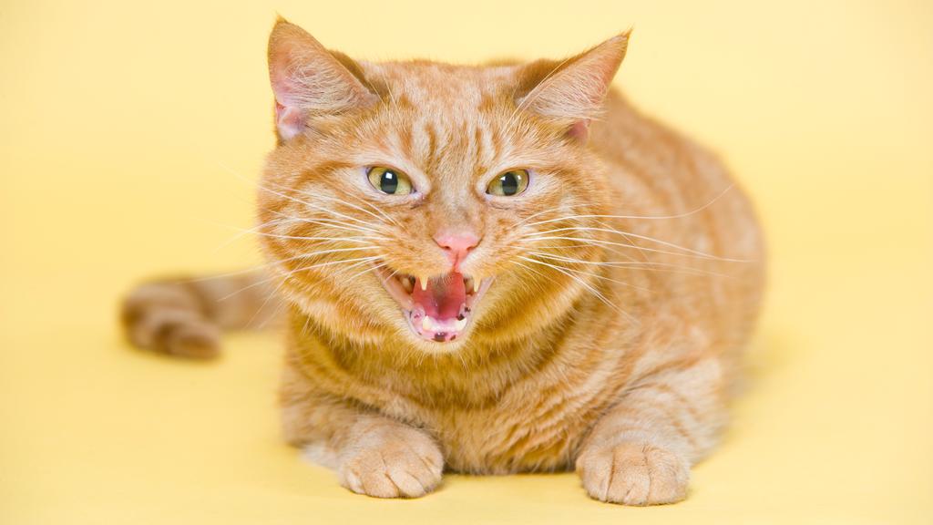 Financial Considerations icon