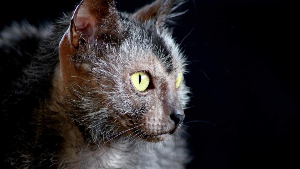 Lykoi