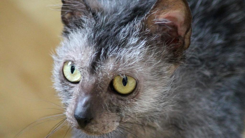 Lykoi