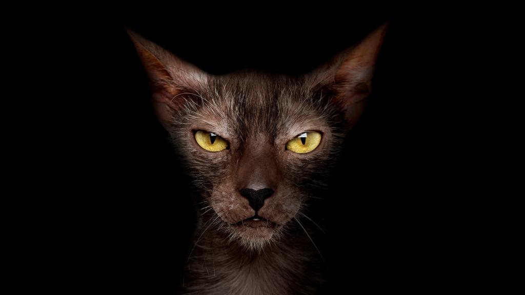 Long-Term Commitment & Special Considerations icon