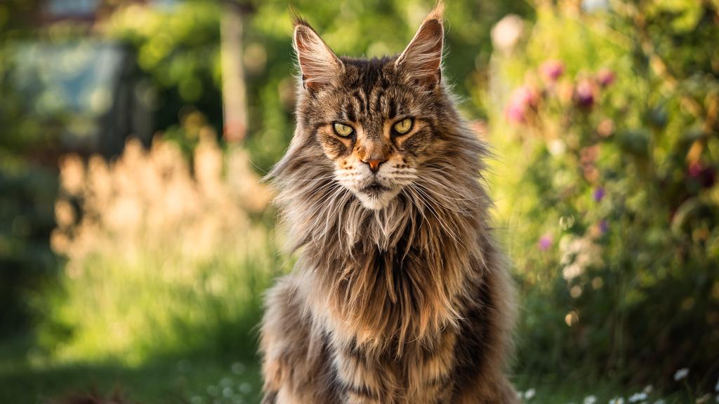 Maine Coon