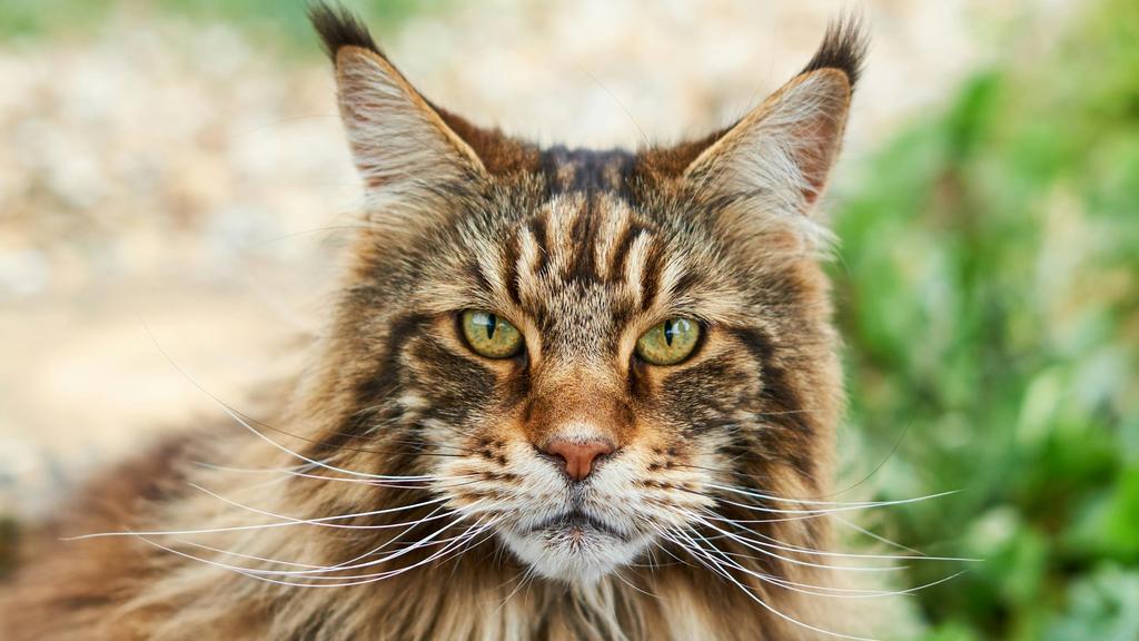 Maine Coon