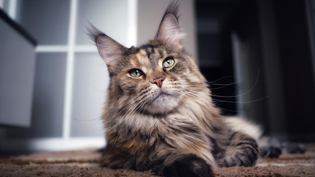 Maine Coon