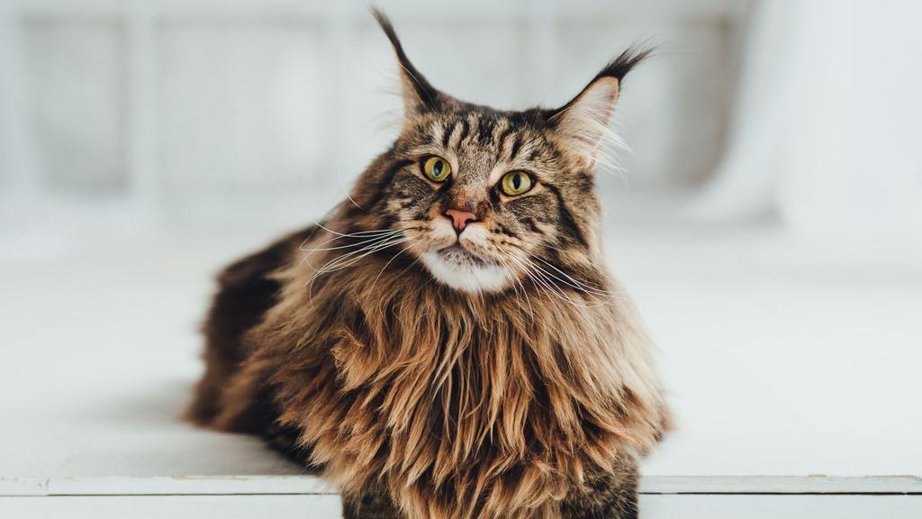 Maine Coon