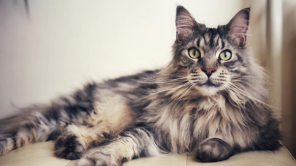 Maine Coon