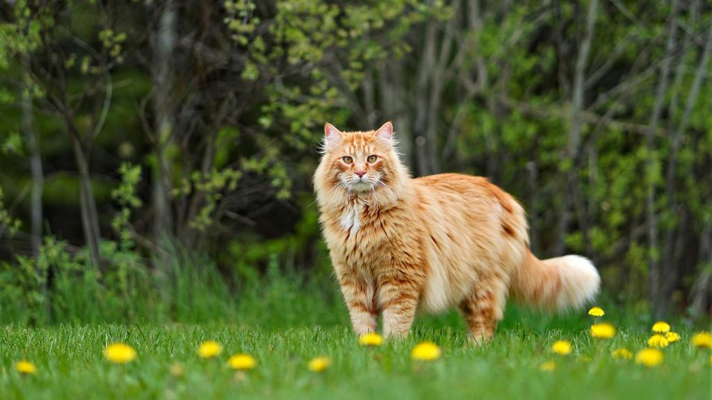 Maine Coon