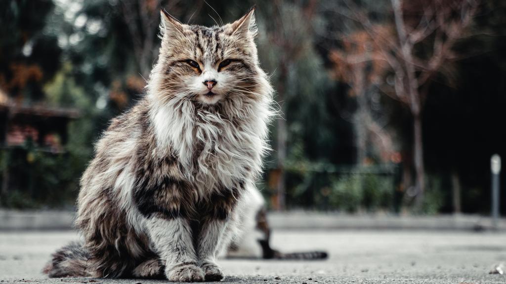 Maine Coon