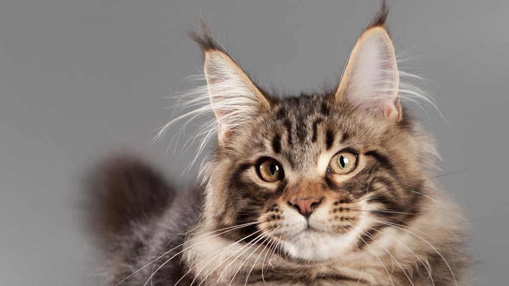 Maine Coon