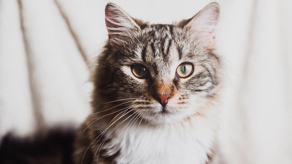 Financial Considerations icon