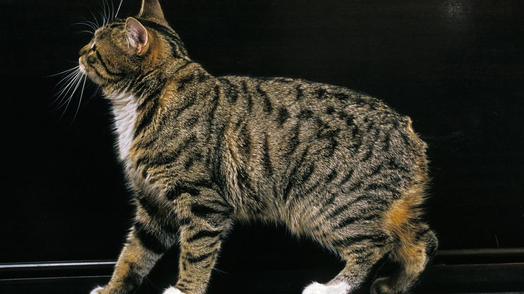 Exercise & Activity Needs icon