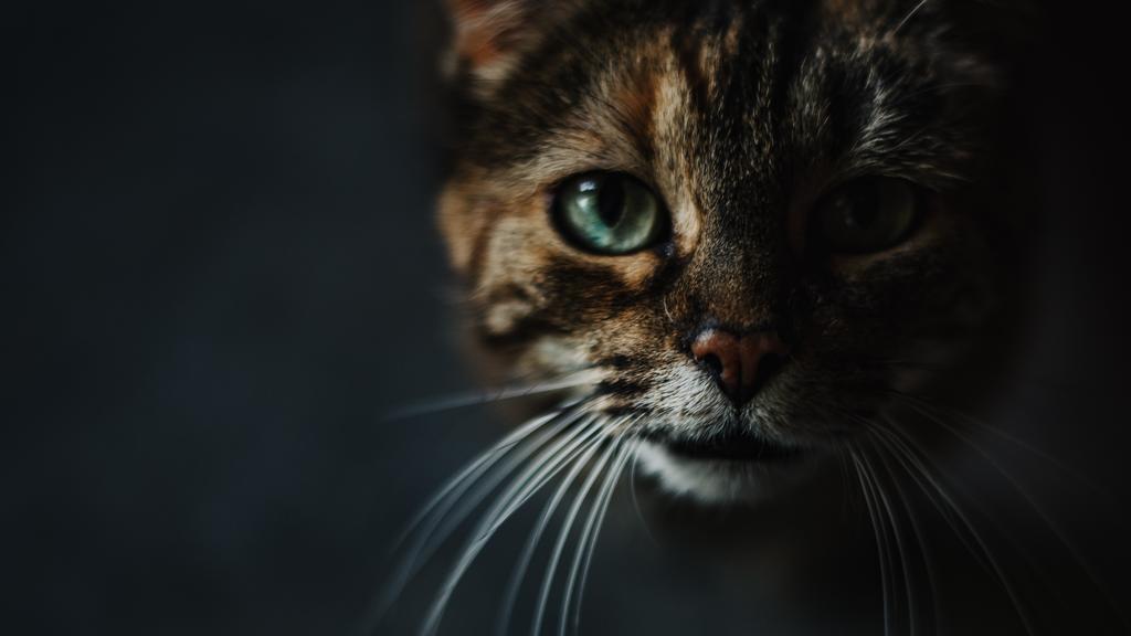 Suitability for First-Time vs. Experienced Owners icon