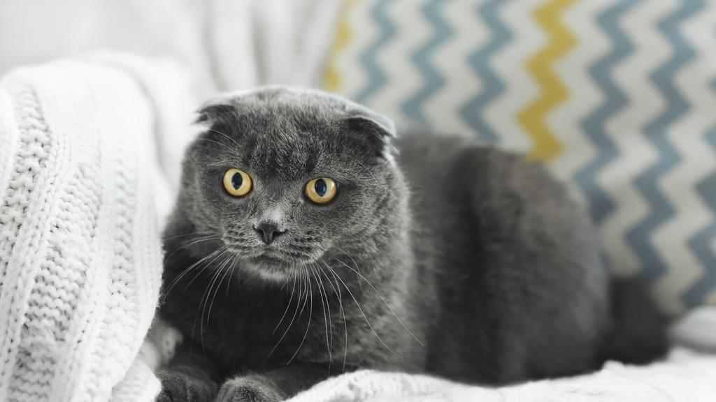 Nebelung