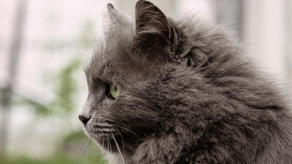 Nebelung