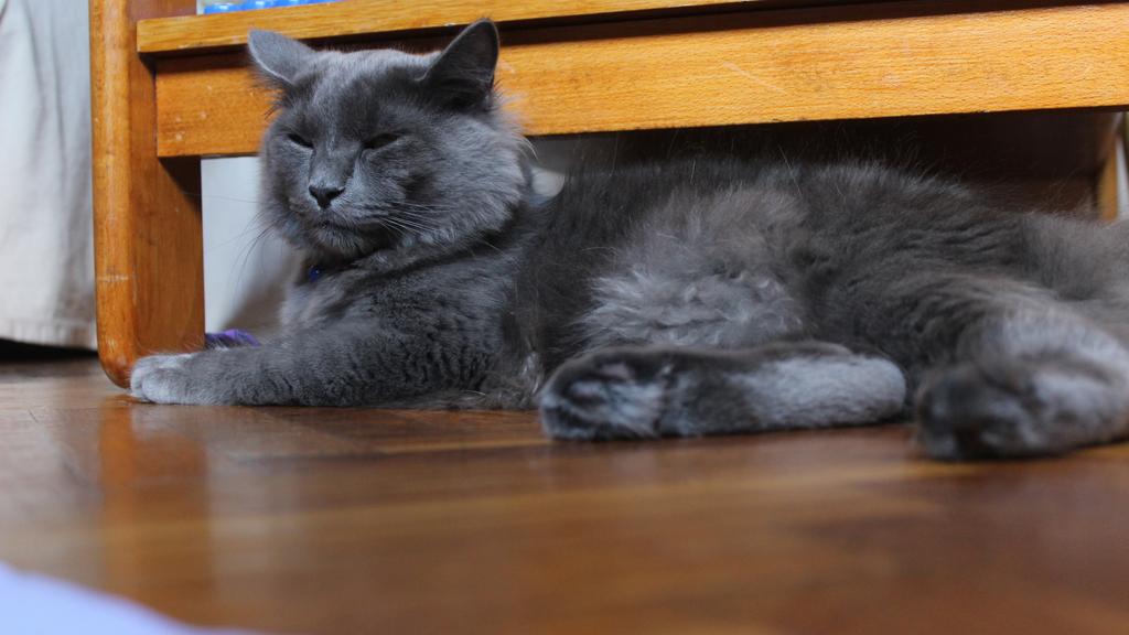 Nebelung