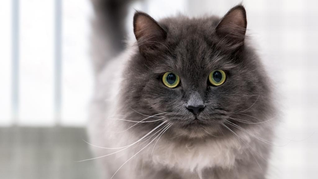 Nebelung