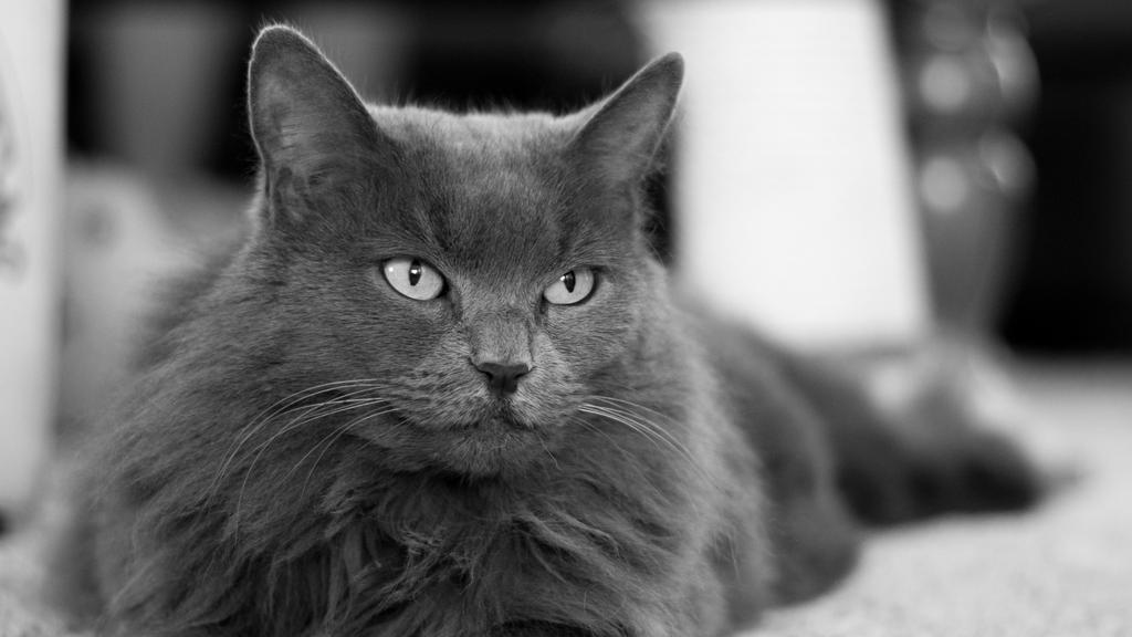 Nebelung
