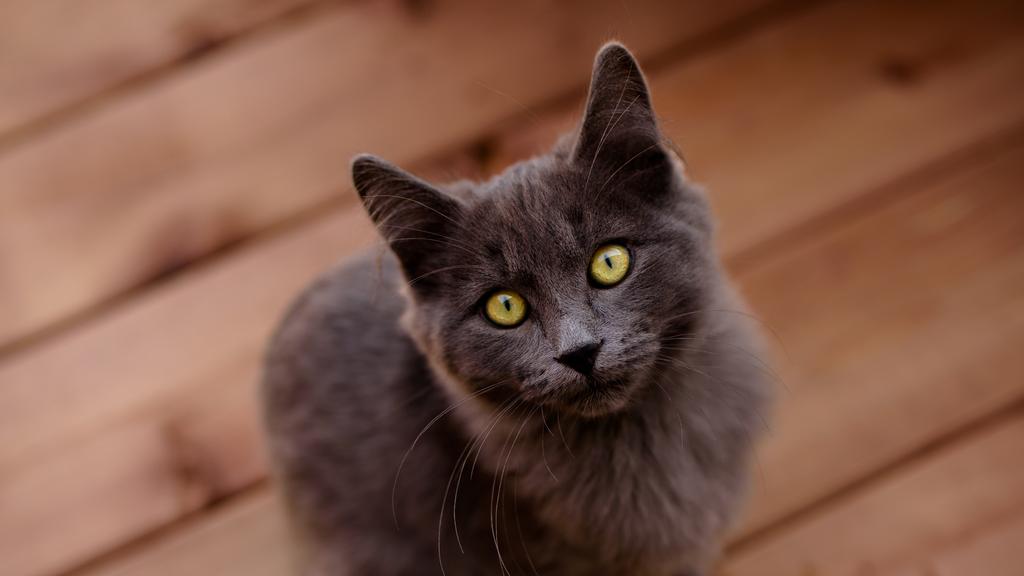 Nebelung
