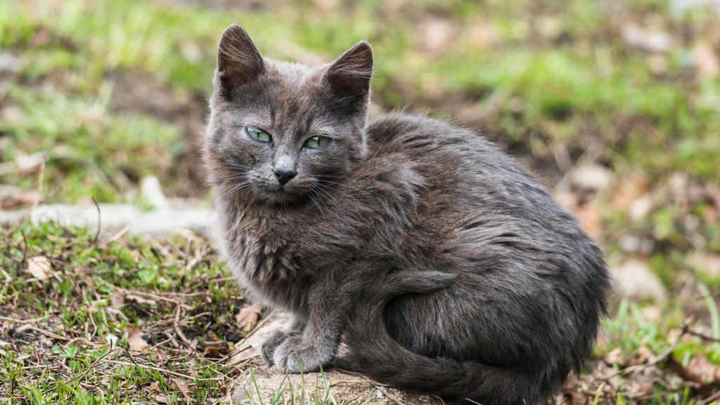 Life Stage Considerations icon