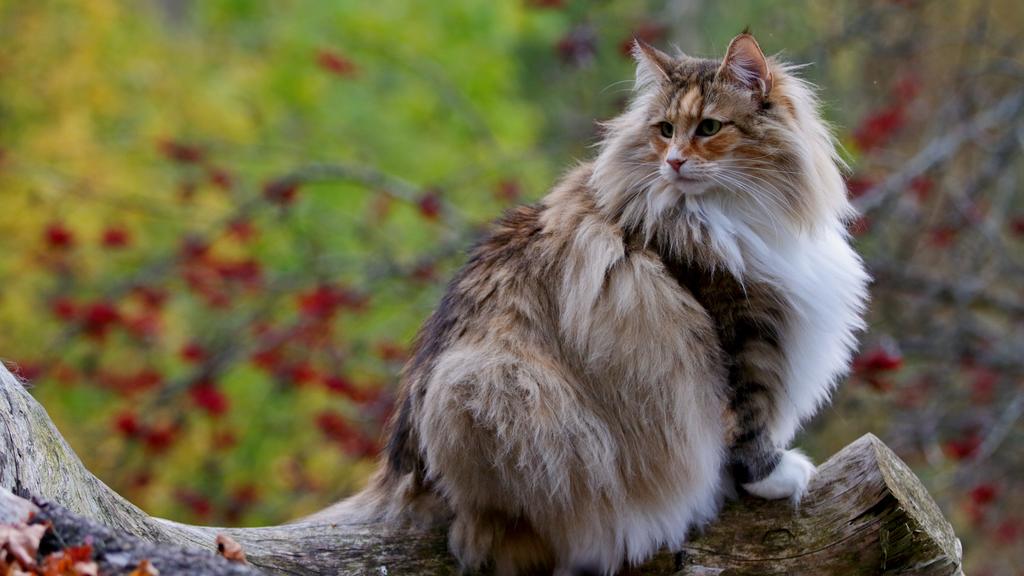 Norwegian Forest