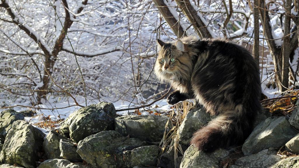 Norwegian Forest