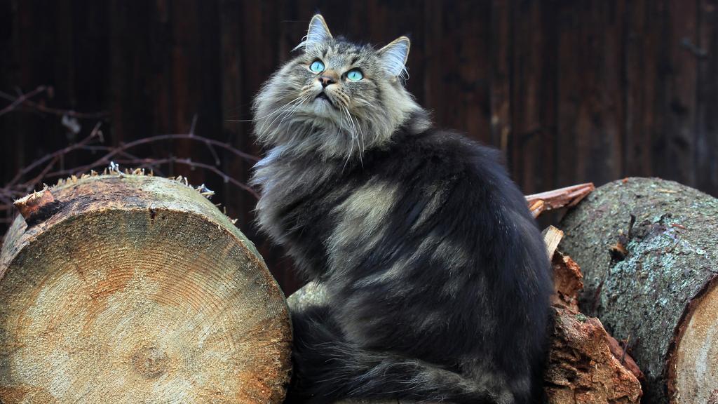 Norwegian Forest