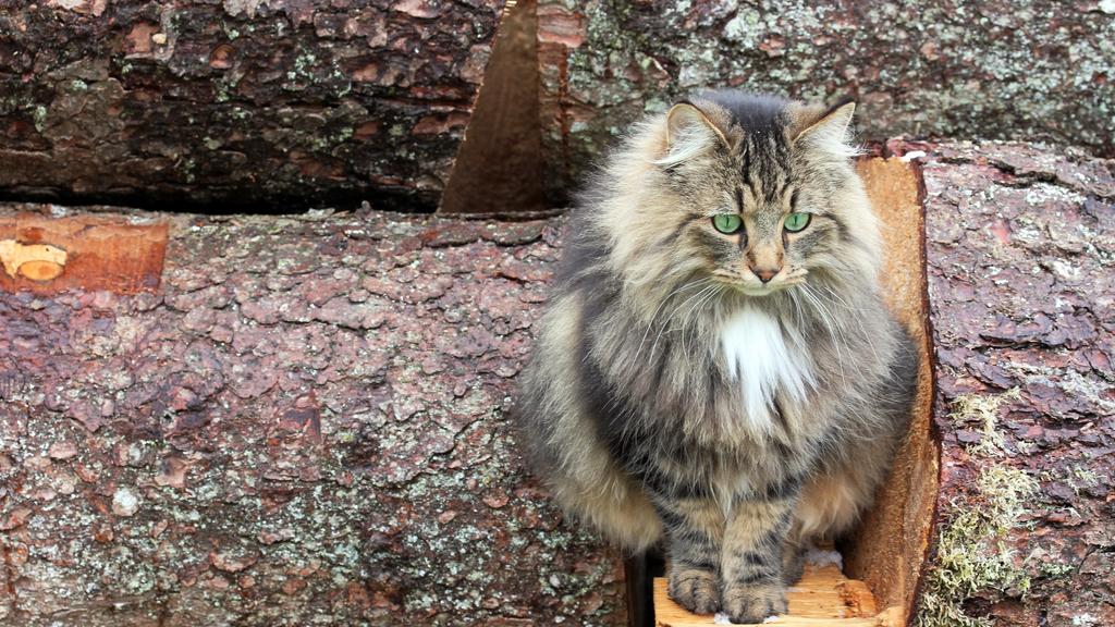 Norwegian Forest