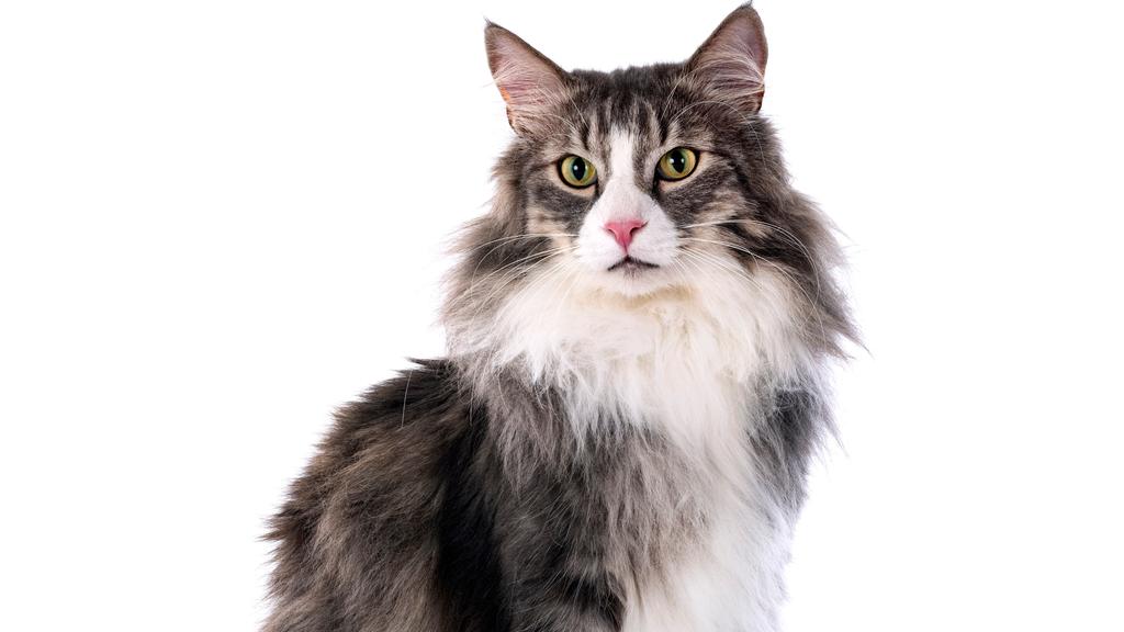 Norwegian Forest
