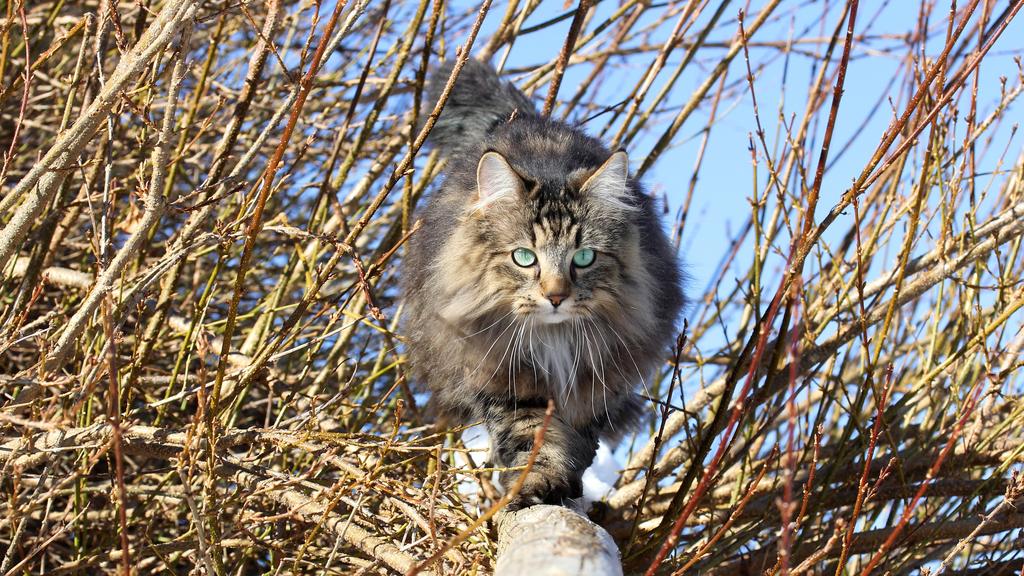 Norwegian Forest