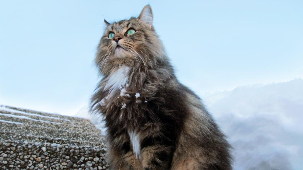 Norwegian Forest