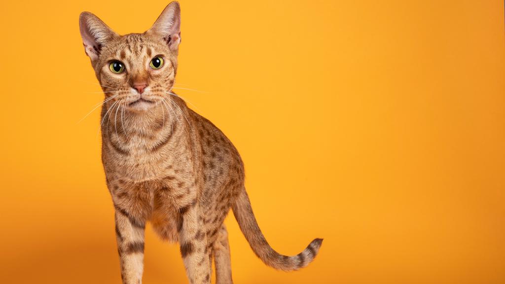 Ocicat