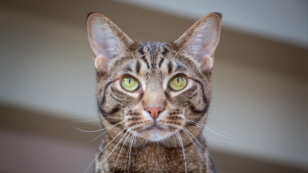 Ocicat
