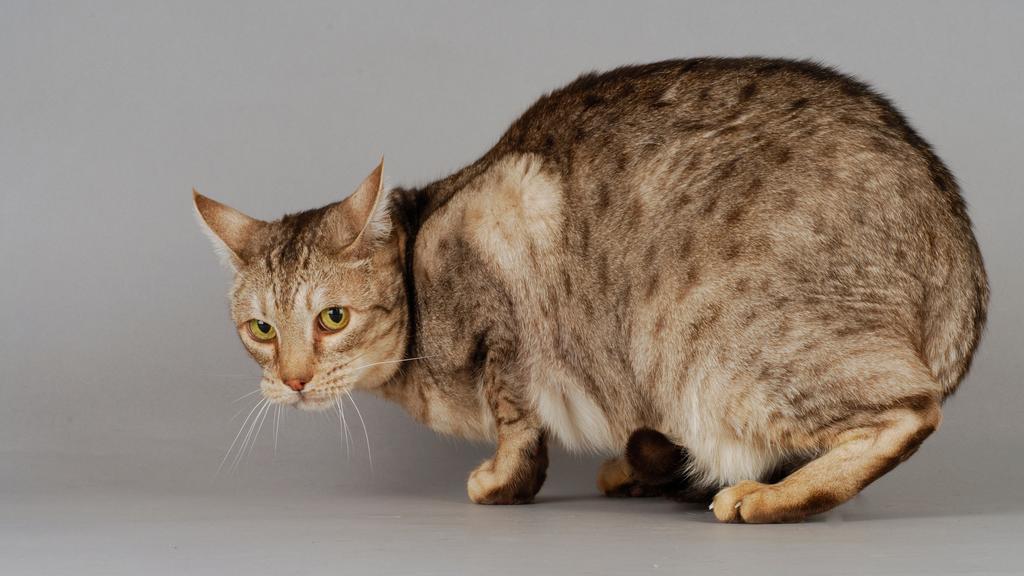 Ocicat
