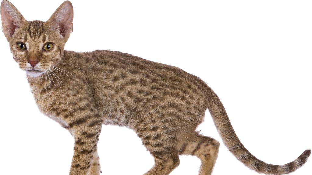 Ocicat