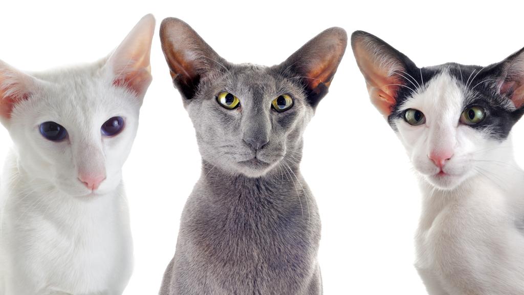 Long-Term Commitment & Special Considerations icon