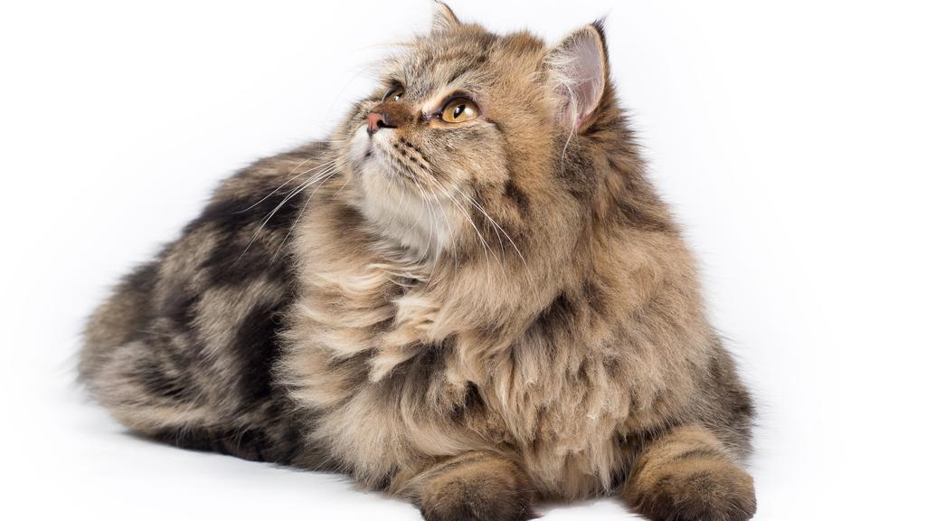 Living Environment Adaptability icon