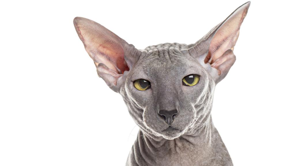 Peterbald