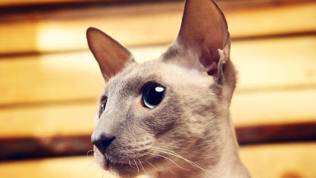 Peterbald