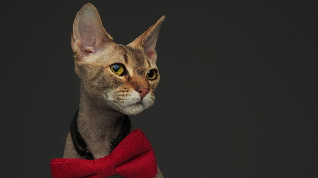 Peterbald
