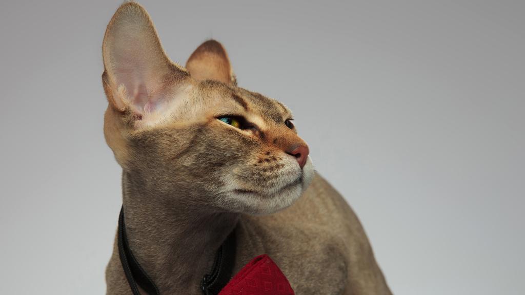 Suitability for First-Time vs. Experienced Owners icon