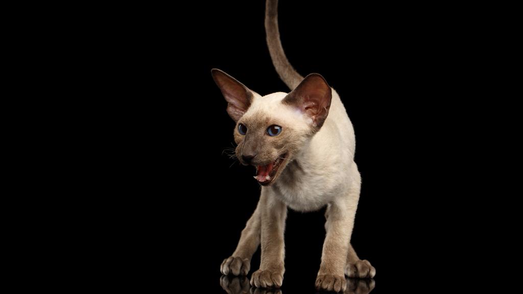 Peterbald