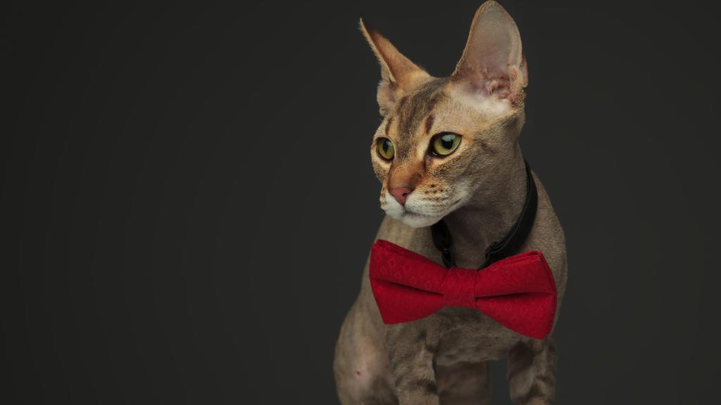 Peterbald