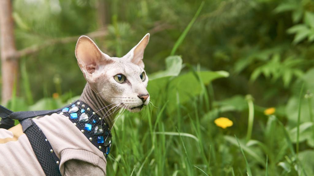 Peterbald