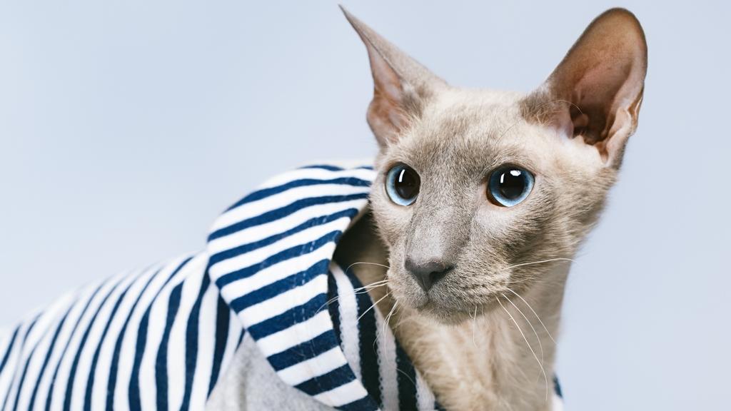 Peterbald