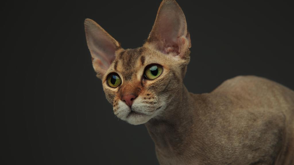 Peterbald