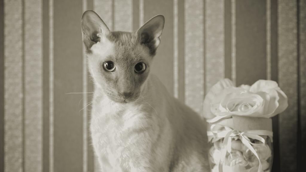 Peterbald