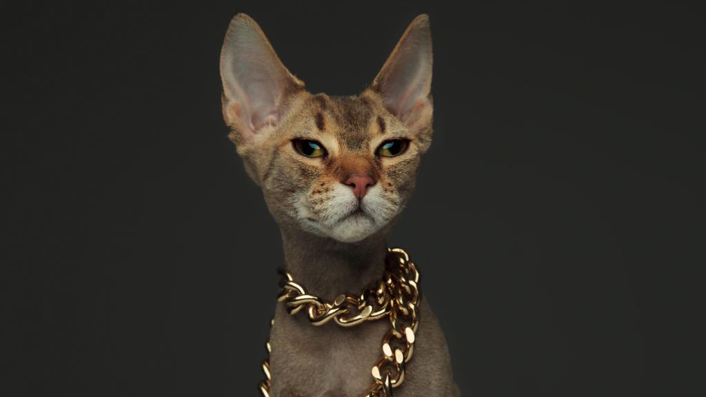 Peterbald